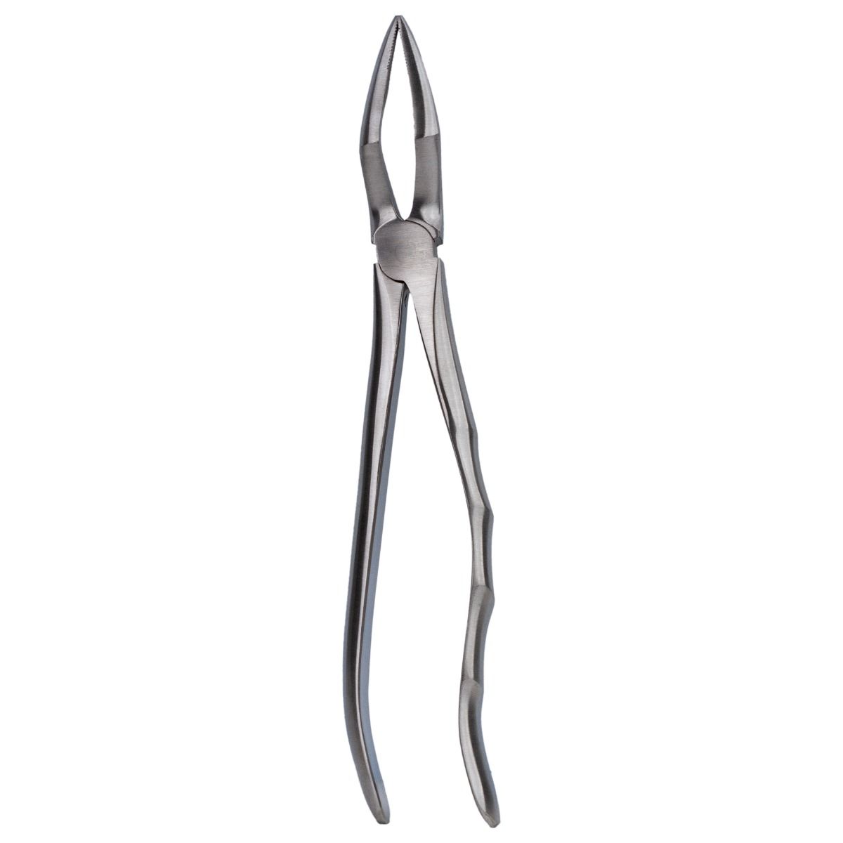 Cleste extractie nr. 51L - Radacini superiori, PRIMA — imaginea 4